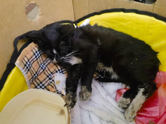Little Ronnie has experienced all the horrors that a little kitten should never have to experience. - The rescue, cat, Kittens, Shelter, Helping animals, Help, Moscow, Life stories, Longpost