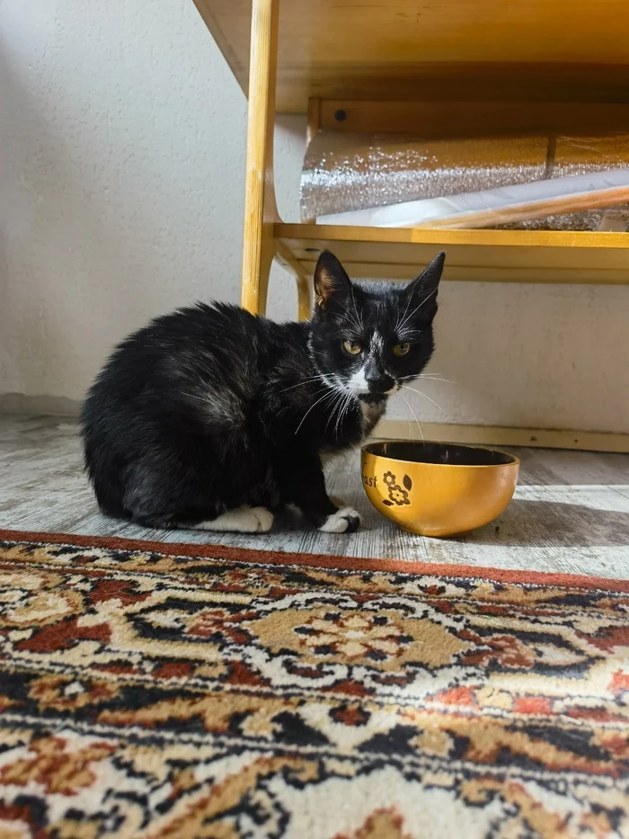 Little Ronnie has experienced all the horrors that a little kitten should never have to experience. - The rescue, cat, Kittens, Shelter, Helping animals, Help, Moscow, Life stories, Longpost