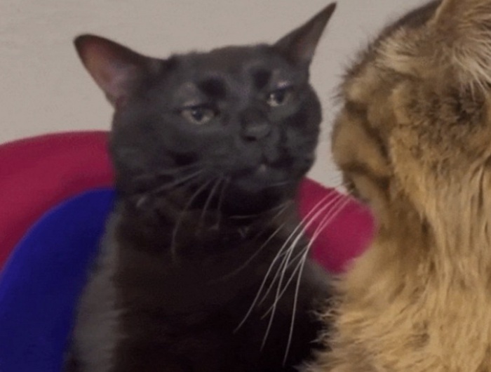 Чел который тапал хомяка всё лето пытается научить меня жизни