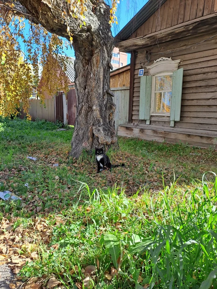 Morning cat of Irkutsk - My, Travels, Nature, Irkutsk, Morning, Beautiful view, cat