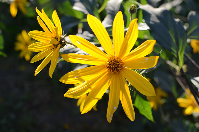 Nikon D7000, 35 mm, ISO 100, F5, 1/160 sec