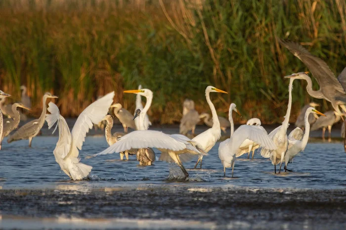 Bustle - My, Heron, Gray heron, Egret, Photo hunting, Ornithology, Bird watching, Ornithology League, Rostov region