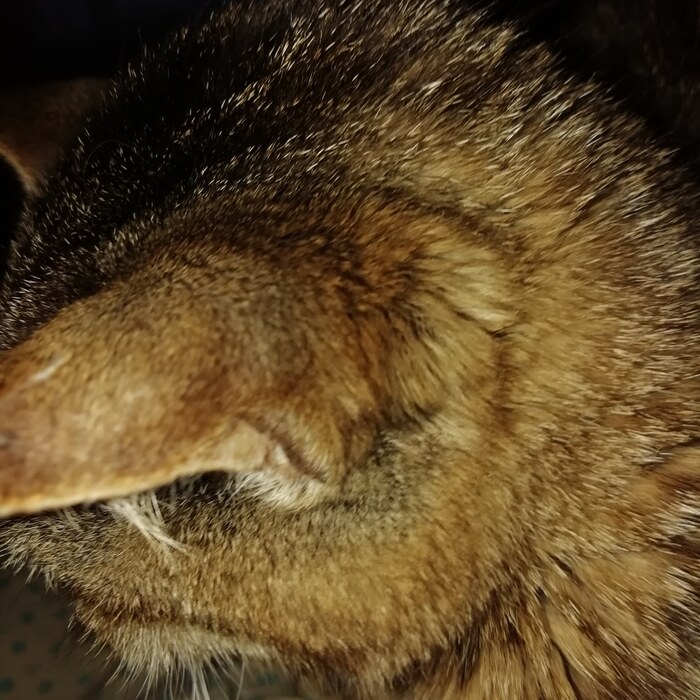 Стесняется)