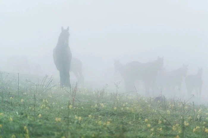 Туманное утро - Моё, Фотография, Путешествия, Ингушетия, Туман, Утро