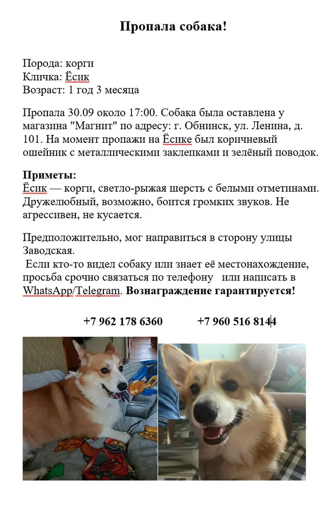 Dog missing. Obninsk - My, The dog is missing, Pets, Obninsk, No rating, Corgi, Dog