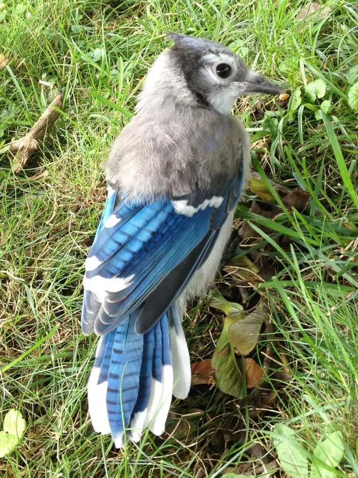 The blue jay has not yet fully developed into an adult bird. - Birds, Ornithology, In the animal world