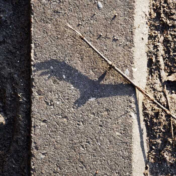 Тень от травинки или ветки на дороге