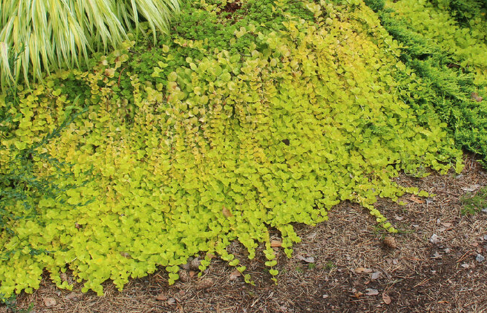 ���������� ����� ���������� ����������� � ����� ����