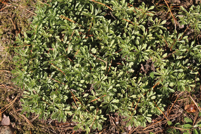 ���� ������ ����������� ������ �������� ����� � ������� ������� ����� ������ ���������� ����������� �����. ���� �� ����� ������