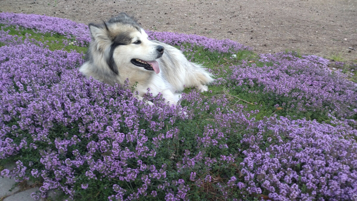 ������ � ������������ �������� (��� ����� ������� - 50+ ��)