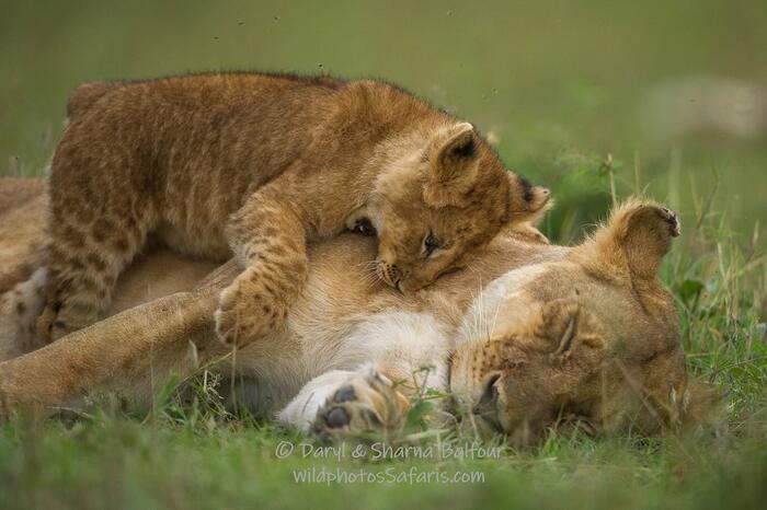 With mom - Lion cubs, Lioness, a lion, Big cats, Cat family, Predatory animals, Wild animals, wildlife, Reserves and sanctuaries, Masai Mara, Africa, The photo, Longpost