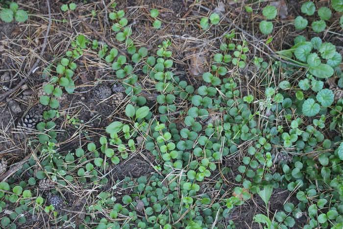 ���� �� ����� ������