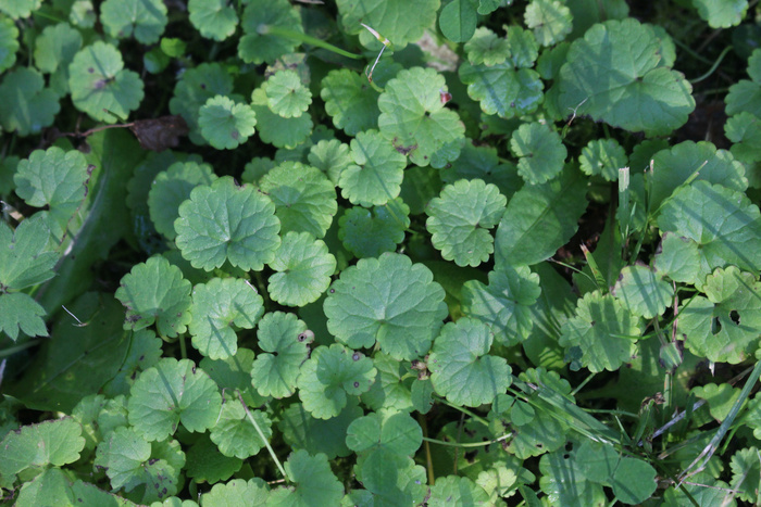 ���� �� ����� ������