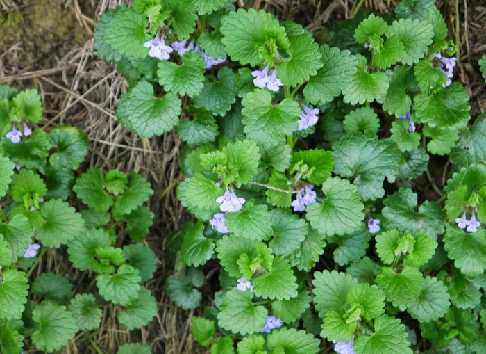 ����� � ��������, ���� �����, <a href="https://pikabu.ru/story/gazon_v_sukhoy_teni_pervyie_7_iz_13_mnogoletnikov_kotoryie_spasut_situatsiyu_11864036?u=https%3A%2F%2Fdzen.ru%2Fid%2F636ab089077b5323bfb81ec7&t=%22%D0%93%D0%BE%D1%80%D1%82%D0%B5%D0%BD%D0%B7%D0%B8%D0%B8%2C%20%D1%85%D0%B2%D0%BE%D0%B9%D0%BD%D1%8B%D0%B5%2C%20%26%23x1F337%3B%D0%BB%D1%8E%D0%B1%D0%B8%D0%BC%D1%8B%D0%B9%20%D1%81%D0%B0%D0%B4%22&h=06eb0ed1320bd7d2402a65cd265dea626b01e9ee" title="https://dzen.ru/id/636ab089077b5323bfb81ec7" target="_blank" rel="nofollow noopener">"���������, �������, 🌷������� ���"</a>, ������������ �������