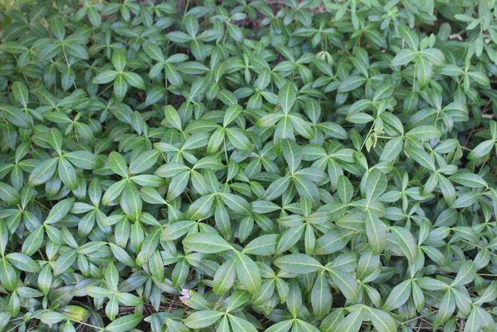 � ����� ����