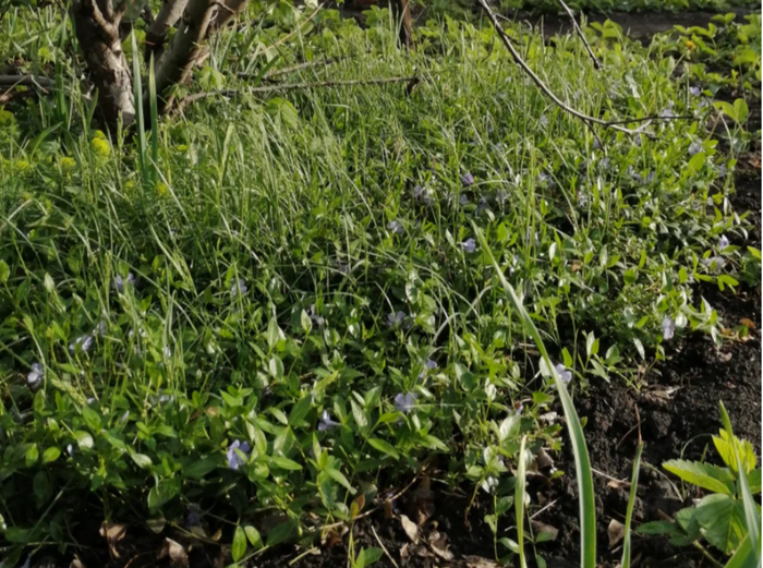 ���� ����, ������ ������ <a href="https://pikabu.ru/story/gazon_v_sukhoy_teni_pervyie_7_iz_13_mnogoletnikov_kotoryie_spasut_situatsiyu_11864036?u=https%3A%2F%2Fdzen.ru%2Fid%2F6079824e4b1fc675b41da0f0&t=%22%D0%A7%D1%8C%D0%B8%20%D0%B2%20%D1%81%D0%B0%D0%B4%D1%83%20%D1%88%D0%B8%D1%88%D0%BA%D0%B8%22&h=99f40a24cfd06bc94627786685ab0324082db7ed" title="https://dzen.ru/id/6079824e4b1fc675b41da0f0" target="_blank" rel="nofollow noopener">"��� � ���� �����"</a>