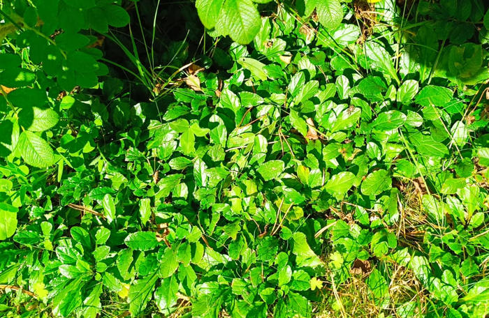 ���� �� ����� ������