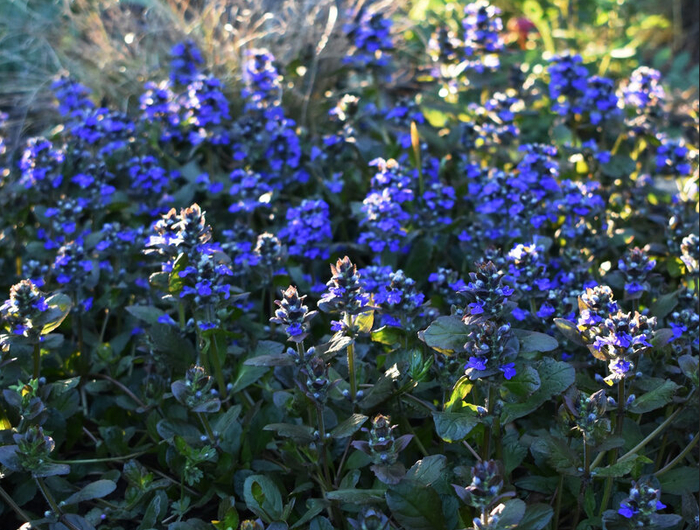 ��� � ���� �������, ������ ������ "<a href="https://pikabu.ru/story/gazon_v_sukhoy_teni_pervyie_7_iz_13_mnogoletnikov_kotoryie_spasut_situatsiyu_11864036?u=https%3A%2F%2Fdzen.ru%2Fsad_rostov&t=%D0%A1%D0%B0%D0%B4%20%D0%B2%20%D0%A0%D0%BE%D1%81%D1%82%D0%BE%D0%B2%D0%B5-%D0%BD%D0%B0-%D0%94%D0%BE%D0%BD%D1%83&h=54edd494bc7750e92d31e0aec04b3ea87cfd1f20" title="https://dzen.ru/sad_rostov" target="_blank" rel="nofollow noopener">��� � �������-��-����</a>"