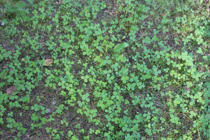 ������ � ����, ��� ������ ������ �� ������ ������ �������. ���� �� ����� ������