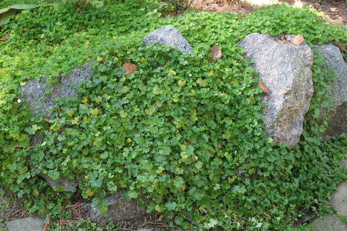 � ����� ����