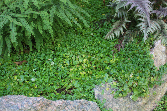 � ����� ����