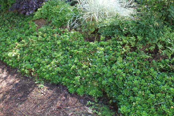 � ����� ����