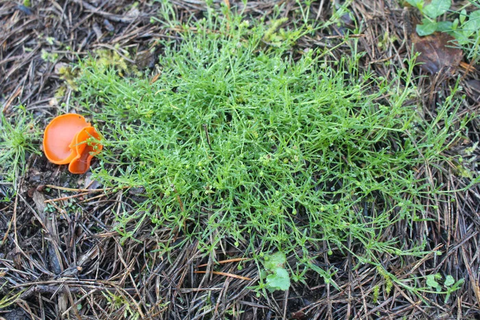 Lawn in Dry Shade: 6 More of 13 Perennials That Will Save the Day - My, Garden, Landscape design, Plants, Longpost