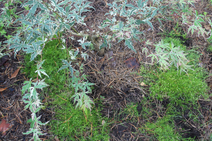 ������ - ���� �� ��� ��������, ������� � �� ���������. ��� ����������� ������ Butterfly