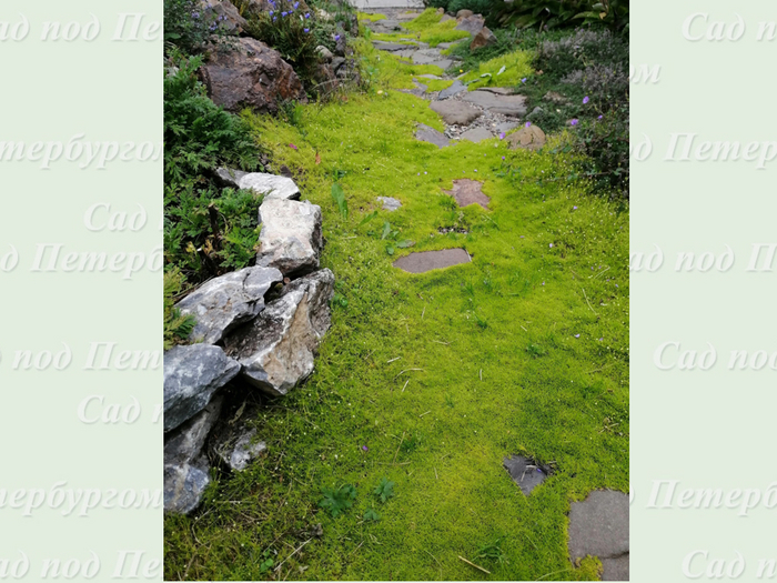 ������ � ������, ��� ����� ��������������� ���������. ���� ����, ������ ������ <a href="https://pikabu.ru/story/gazon_v_sukhoy_teni_eshche_6_iz_13_mnogoletnikov_kotoryie_spasut_situatsiyu_11864080?u=https%3A%2F%2Fdzen.ru%2Fid%2F6079824e4b1fc675b41da0f0&t=%22%D0%A7%D1%8C%D0%B8%20%D0%B2%20%D1%81%D0%B0%D0%B4%D1%83%20%D1%88%D0%B8%D1%88%D0%BA%D0%B8%22&h=99f40a24cfd06bc94627786685ab0324082db7ed" title="https://dzen.ru/id/6079824e4b1fc675b41da0f0" target="_blank" rel="nofollow noopener">"��� � ���� �����"</a>, ��������� ����