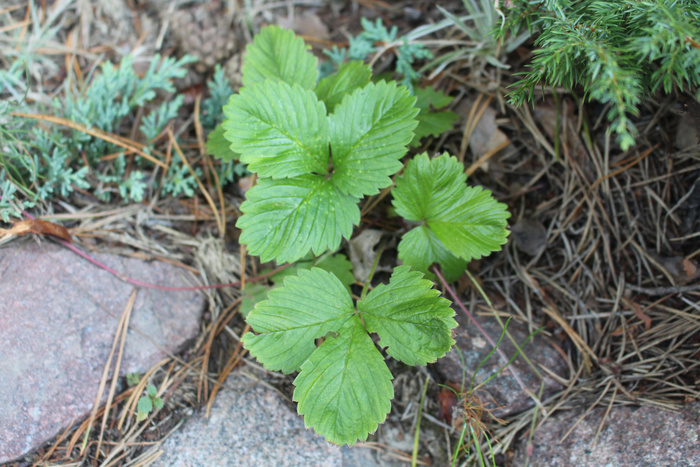 � ����� ����