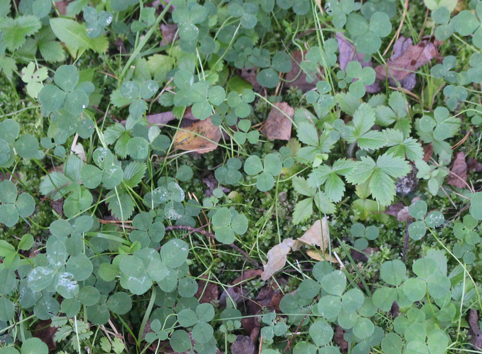 ���� �� ����� ������