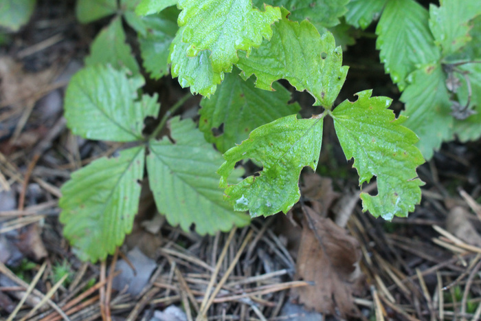 ������ �����������. ���� �� ����� ������