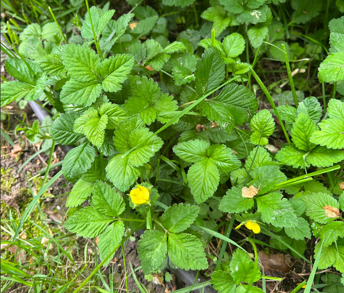 ��� � ���� �����, �����<a href="https://pikabu.ru/story/gazon_v_sukhoy_teni_eshche_6_iz_13_mnogoletnikov_kotoryie_spasut_situatsiyu_11864080?u=https%3A%2F%2Fdzen.ru%2Fid%2F636ab089077b5323bfb81ec7&t=%22%D0%93%D0%BE%D1%80%D1%82%D0%B5%D0%BD%D0%B7%D0%B8%D0%B8%2C%20%D1%85%D0%B2%D0%BE%D0%B9%D0%BD%D1%8B%D0%B5%2C%20%26%23x1F337%3B%D0%BB%D1%8E%D0%B1%D0%B8%D0%BC%D1%8B%D0%B9%20%D1%81%D0%B0%D0%B4%22&h=06eb0ed1320bd7d2402a65cd265dea626b01e9ee" title="https://dzen.ru/id/636ab089077b5323bfb81ec7" target="_blank" rel="nofollow noopener"> "���������, �������, 🌷������� ���"</a>