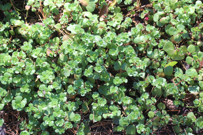 ������ ������ � ����� ����, ���� ������� ������ � ������� ����� ����� �������� (�� ����)