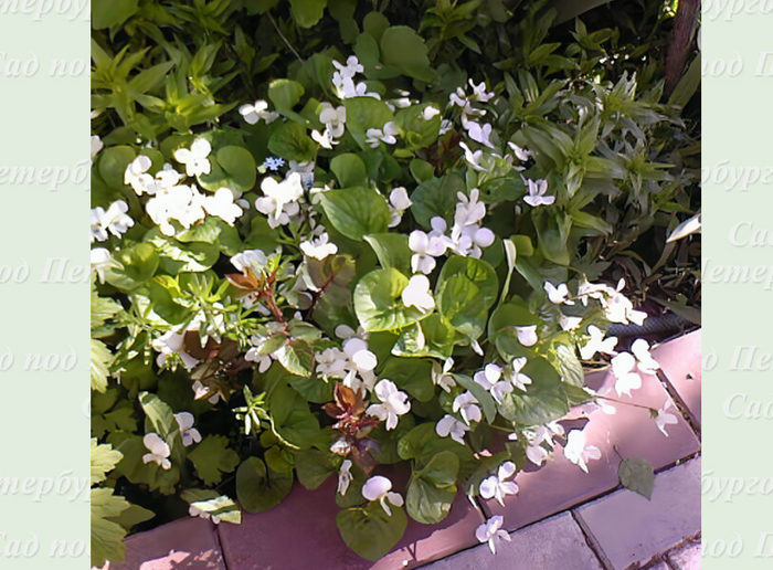 ��� � ���� <a href="https://pikabu.ru/story/gazon_v_sukhoy_teni_eshche_6_iz_13_mnogoletnikov_kotoryie_spasut_situatsiyu_11864080?u=https%3A%2F%2Fdzen.ru%2Fannagauergarden&t=%D0%90%D0%BD%D0%BD%D1%8B%20%D0%93%D0%B0%D1%83%D1%8D%D1%80&h=008a321b087fbf0d35ee3f6dd7115aef9f392706" title="https://dzen.ru/annagauergarden" target="_blank" rel="nofollow noopener">���� �����</a>, ������