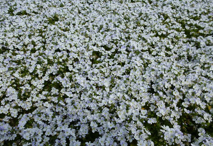 ��������: <!--noindex--><a href="https://pikabu.ru/story/gazon_v_sukhoy_teni_eshche_6_iz_13_mnogoletnikov_kotoryie_spasut_situatsiyu_11864080?u=http%3A%2F%2Fguidovandesteen.be&t=guidovandesteen.be&h=0046aabf42aaa5775ed11c625f43396290884cf0" title="http://guidovandesteen.be" target="_blank" rel="nofollow noopener">guidovandesteen.be</a><!--/noindex-->