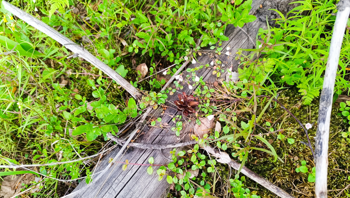 ��� ������))