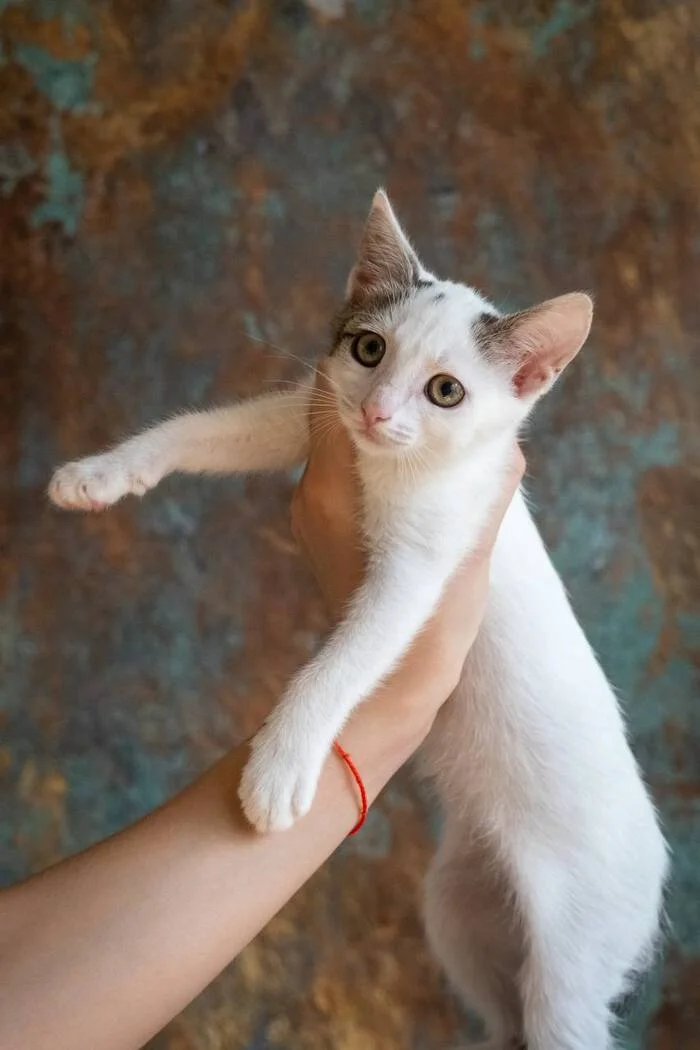 Moscow! Baby Knopka is looking for a home - Homeless animals, In good hands, cat, Kittens, Volunteering, Longpost, Pet the cat, Telegram (link), My, Milota