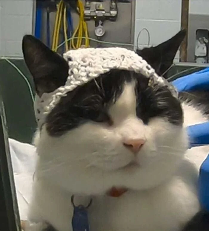 Montreal Scientists Create Knitted Hats for Cats - Nauchpop, Informative, cat, Scientists, Knitting, Brain