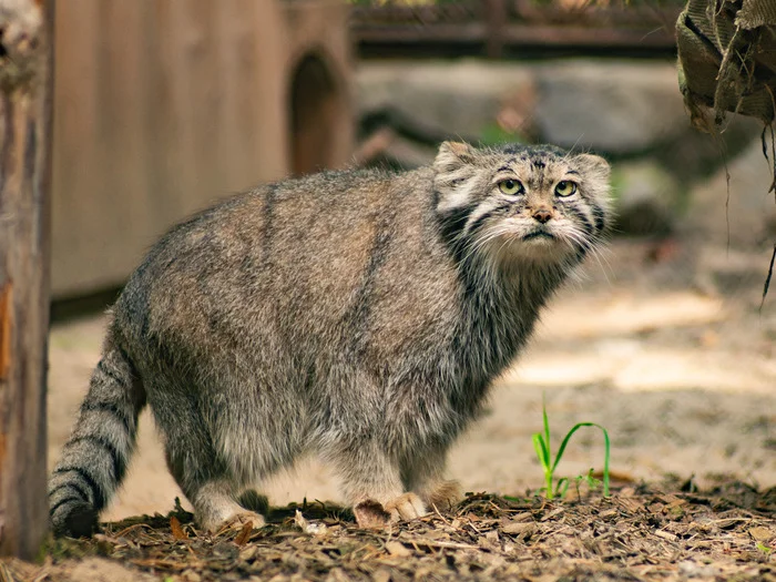 What did you want? - My, Pallas' cat, Small cats, Cat family, Predatory animals, Wild animals, The photo