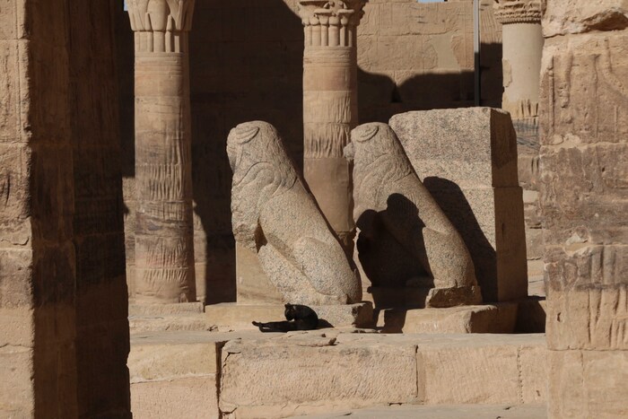 Три египетских котика