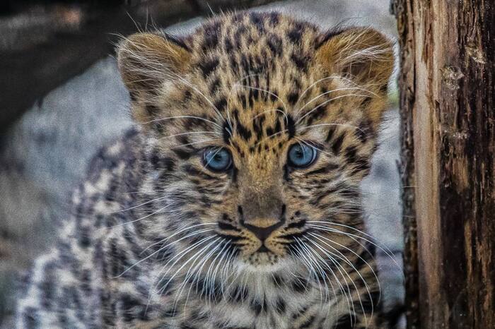 Baby - Cat family, Predatory animals, Wild animals, Big cats, Far Eastern leopard, Leopard, Zoo, Novosibirsk Zoo, The photo, Young, Telegram (link), Longpost