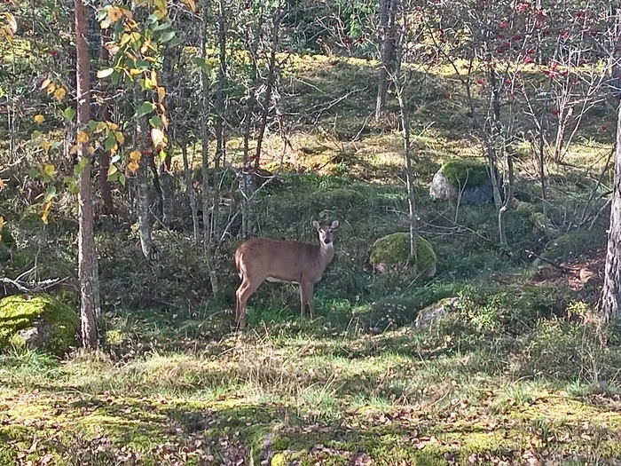 It's been a long time since we've been visited by reindeer (Finland) - My, Troubled neighbors, Neighbours, Village, Finland, Provinces, Deer, Courtyard, Balcony