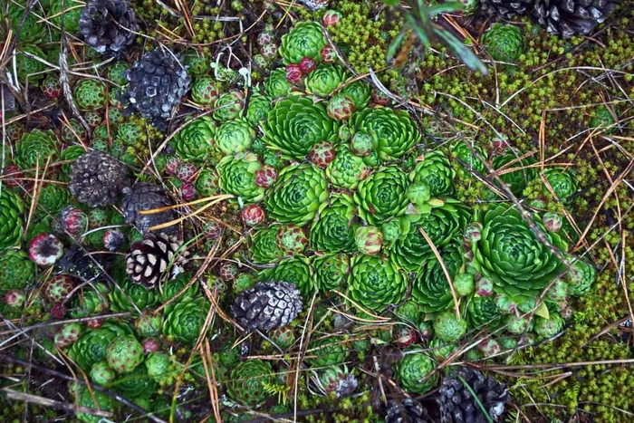 In October, you need to be careful in the forest: there may be beauty under your feet - My, Forest, Autumn, October, Plants, beauty, Moscow region, Stone Rose, The photo, Succulents