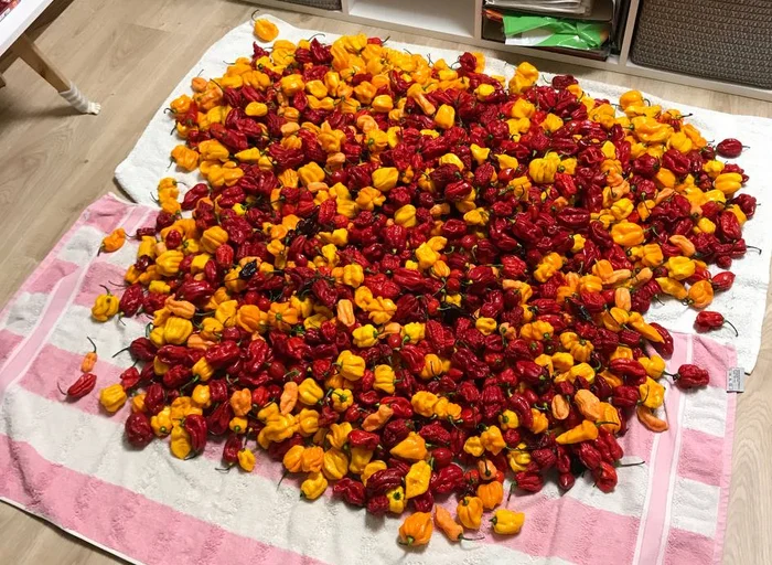 Put the hot peppers to ferment - My, Hot peppers, Spicy sauce, Fermentation, Harvest, Vertical video, Carolina Reaper, Carolinian Reaper, Video, Longpost