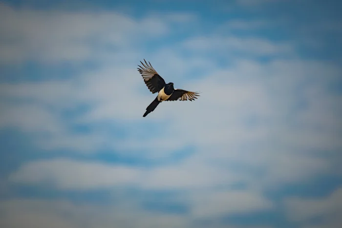 Common Magpie - My, The photo, Nikon, The nature of Russia, Photo hunting, Birds, Magpie, Ornithology League, Bird watching, In the animal world, Ornithology, Steppe