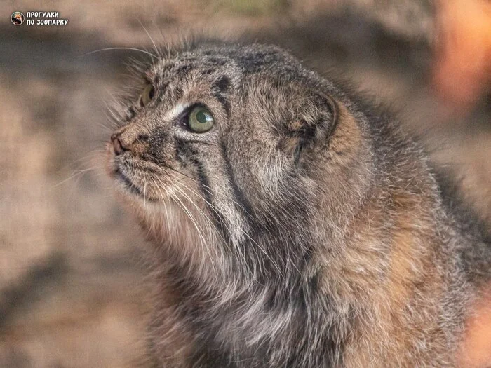 A family of St. Petersburg aristocrats - Wild animals, Predatory animals, Pallas' cat, Cat family, Small cats, Zoo, Leningrad Zoo, The photo, Longpost