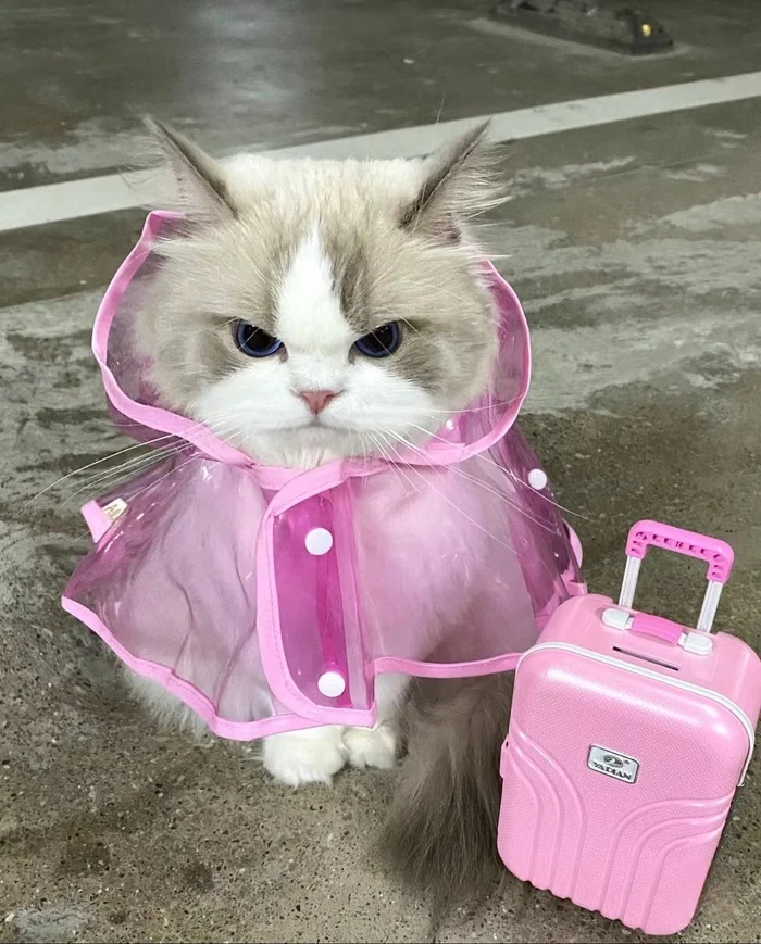 Cat of the day - cat, Paws, Suitcase, Raincoat, The photo