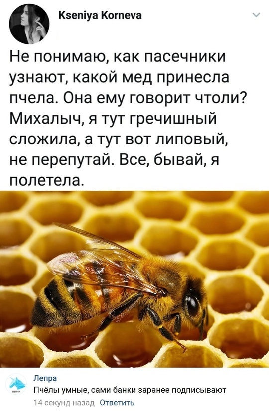 Smart - From the network, Picture with text, Humor, Twitter, Screenshot, Comments, Honey, Bees