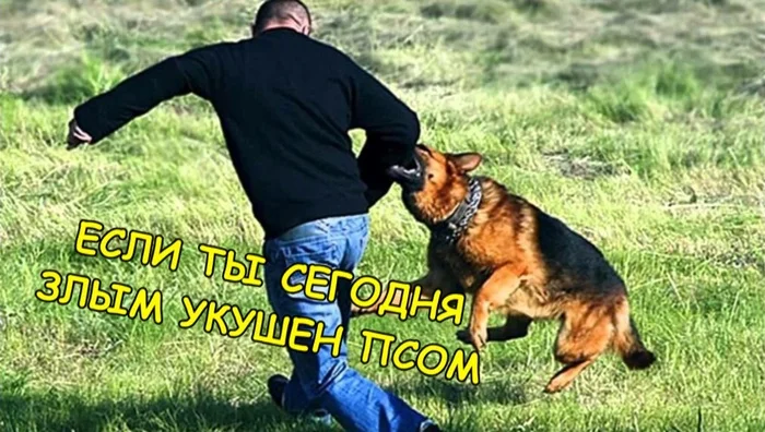 WELL, THAT'S A DIFFERENT MATTER) - Dog, Picture with text, Memes